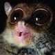 Illustration for article titled This Tiny Primate Squeaks Like a Bat